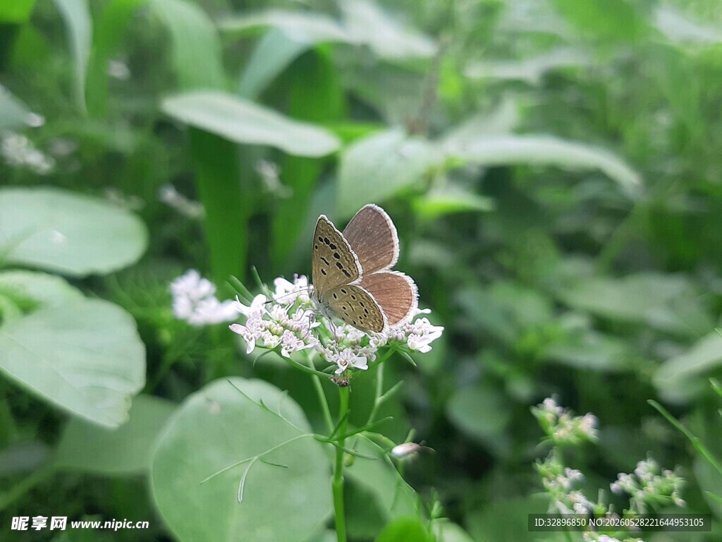 蝴蝶停驻在白色小花上