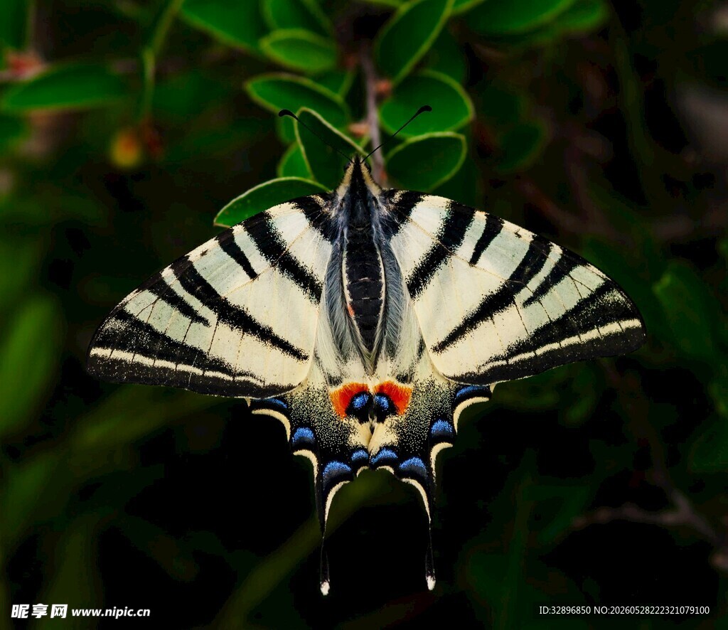 斑斓蝴蝶停驻绿叶间