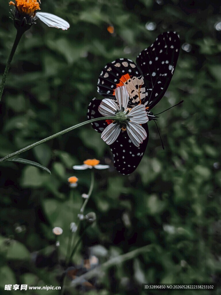 花丛中停歇的美丽蝴蝶