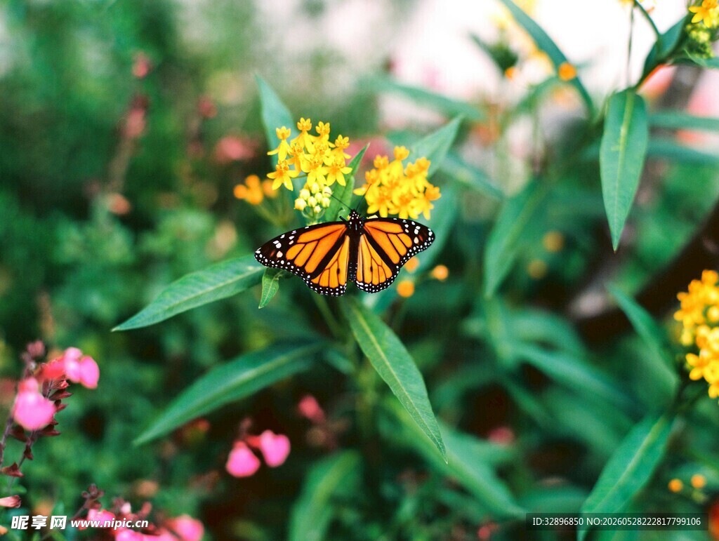 花丛中休憩的斑斓蝴蝶