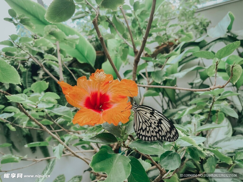 橙花绿叶间的精致景致