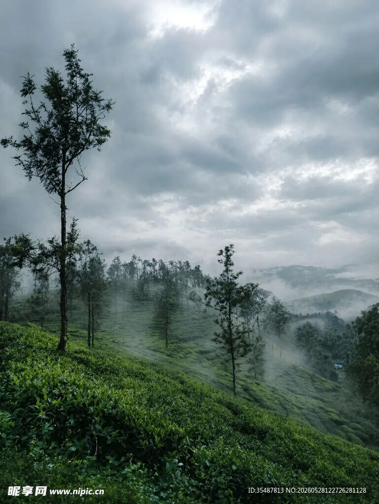云雾缭绕的山间茶树风景