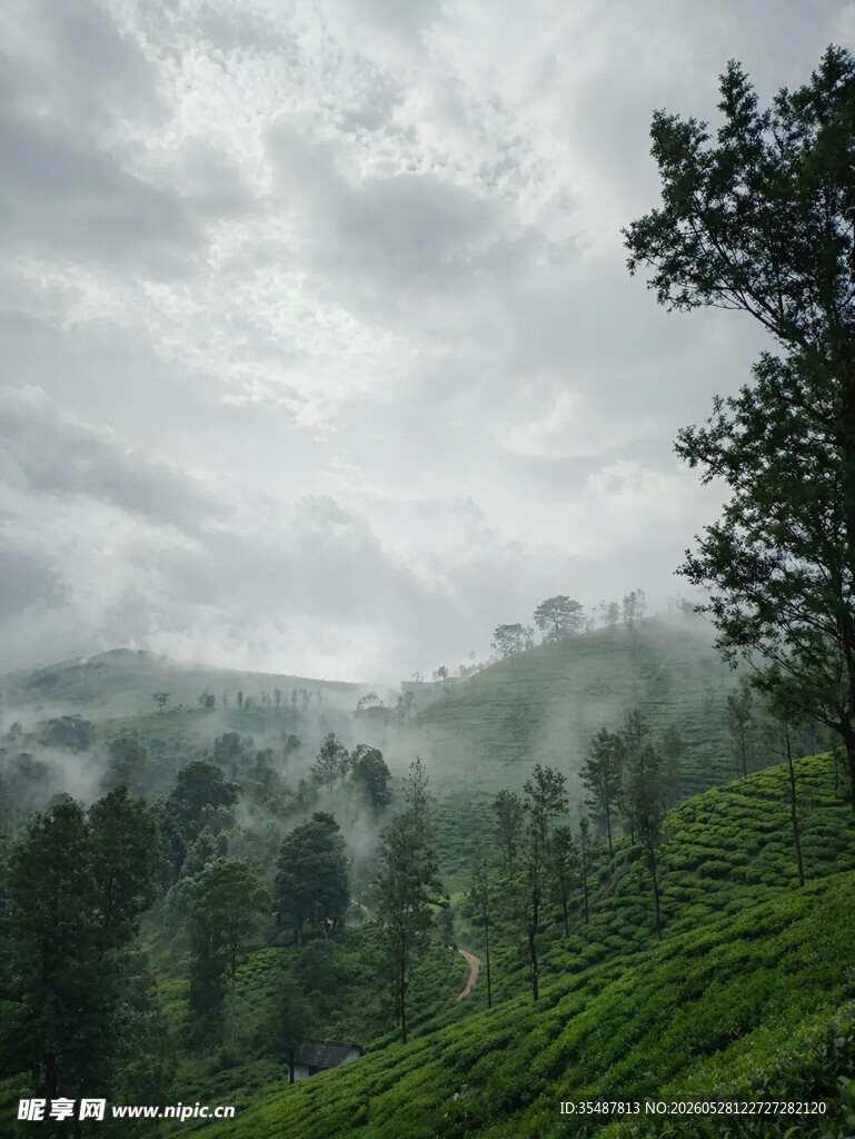 云雾缭绕的山林茶园景色
