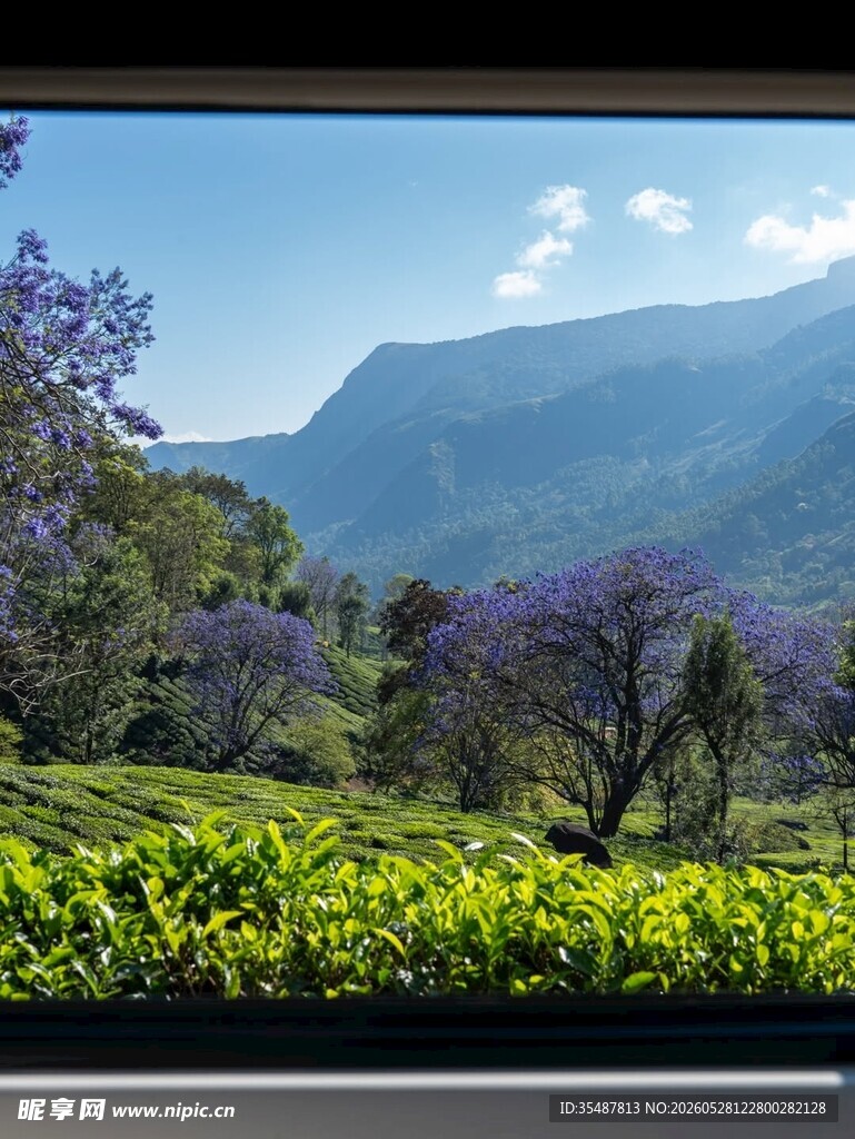 山间茶园美景