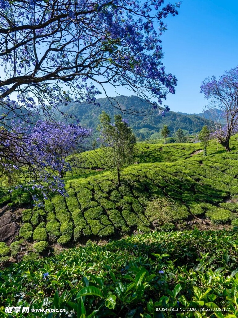 美丽茶园风光