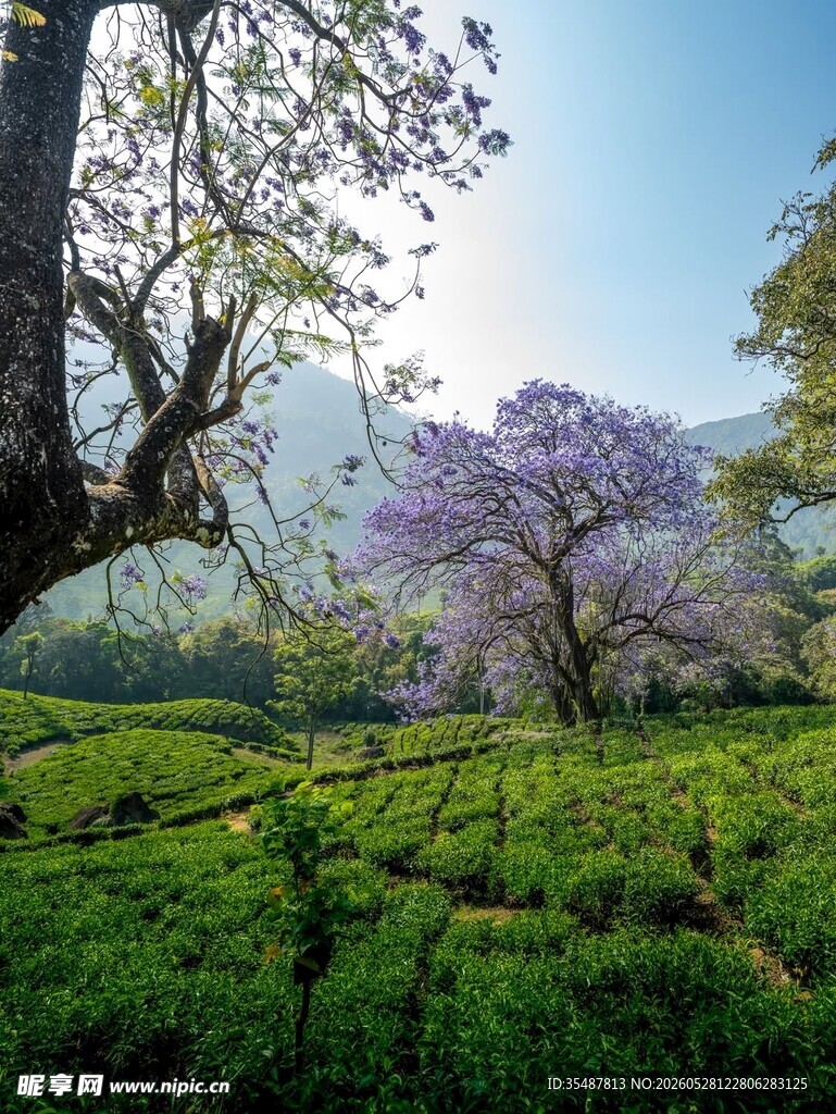 春日茶园美景繁花伴绿树