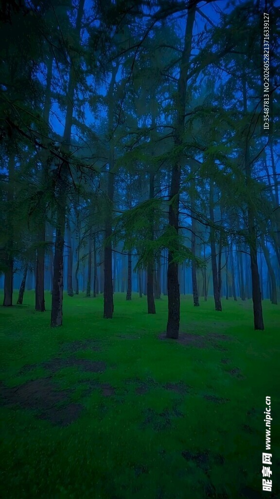 静谧森林夜景
