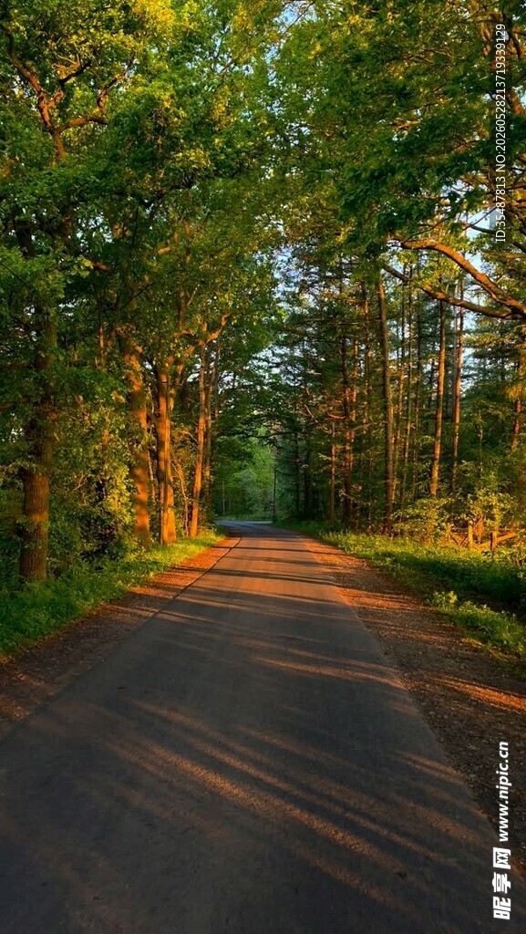 林间阳光小道静谧美景