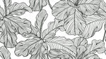 黑白手绘植物叶片图案