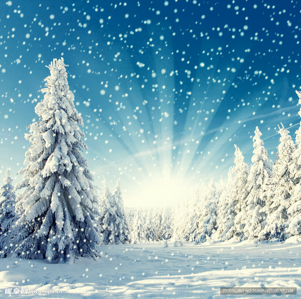 冬日雪景中的静谧松林