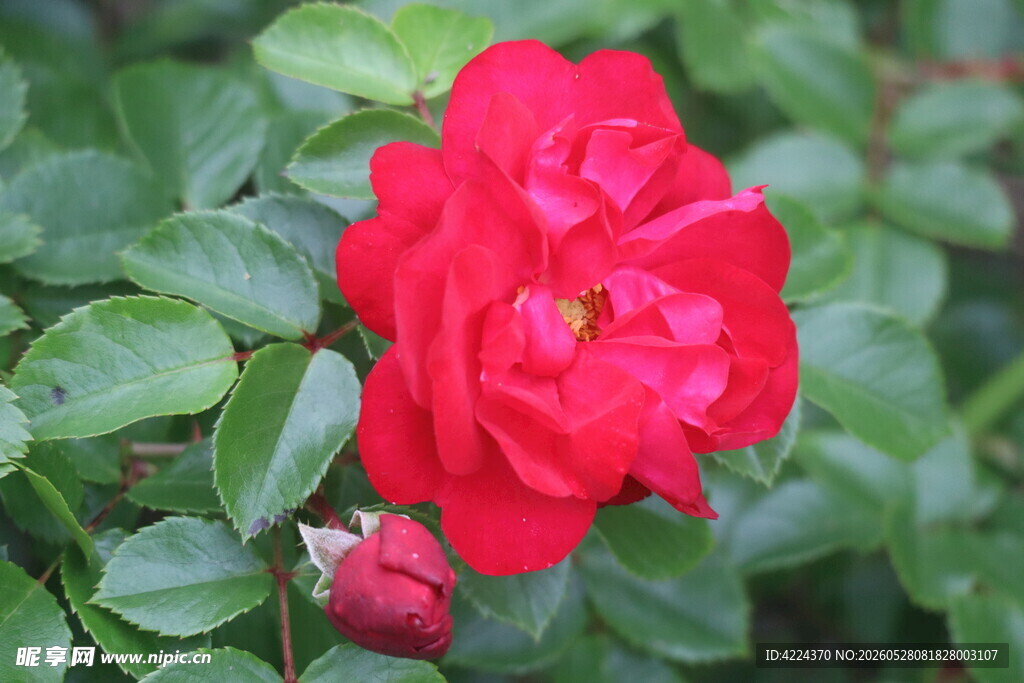 月季花