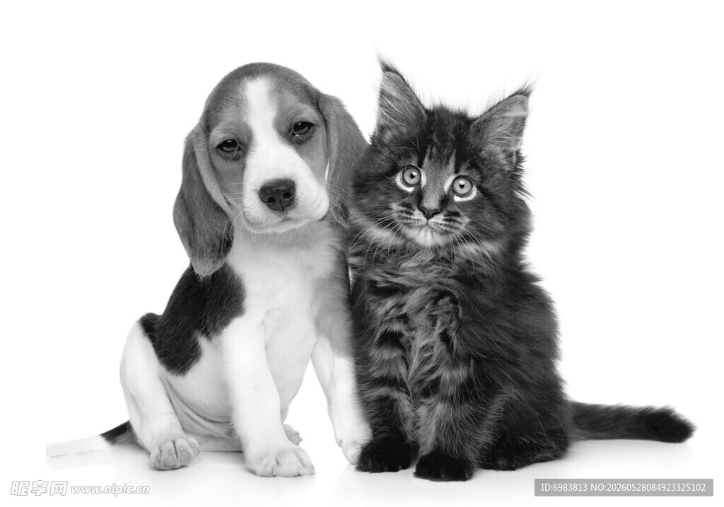 可爱猫咪与狗狗亲密相伴