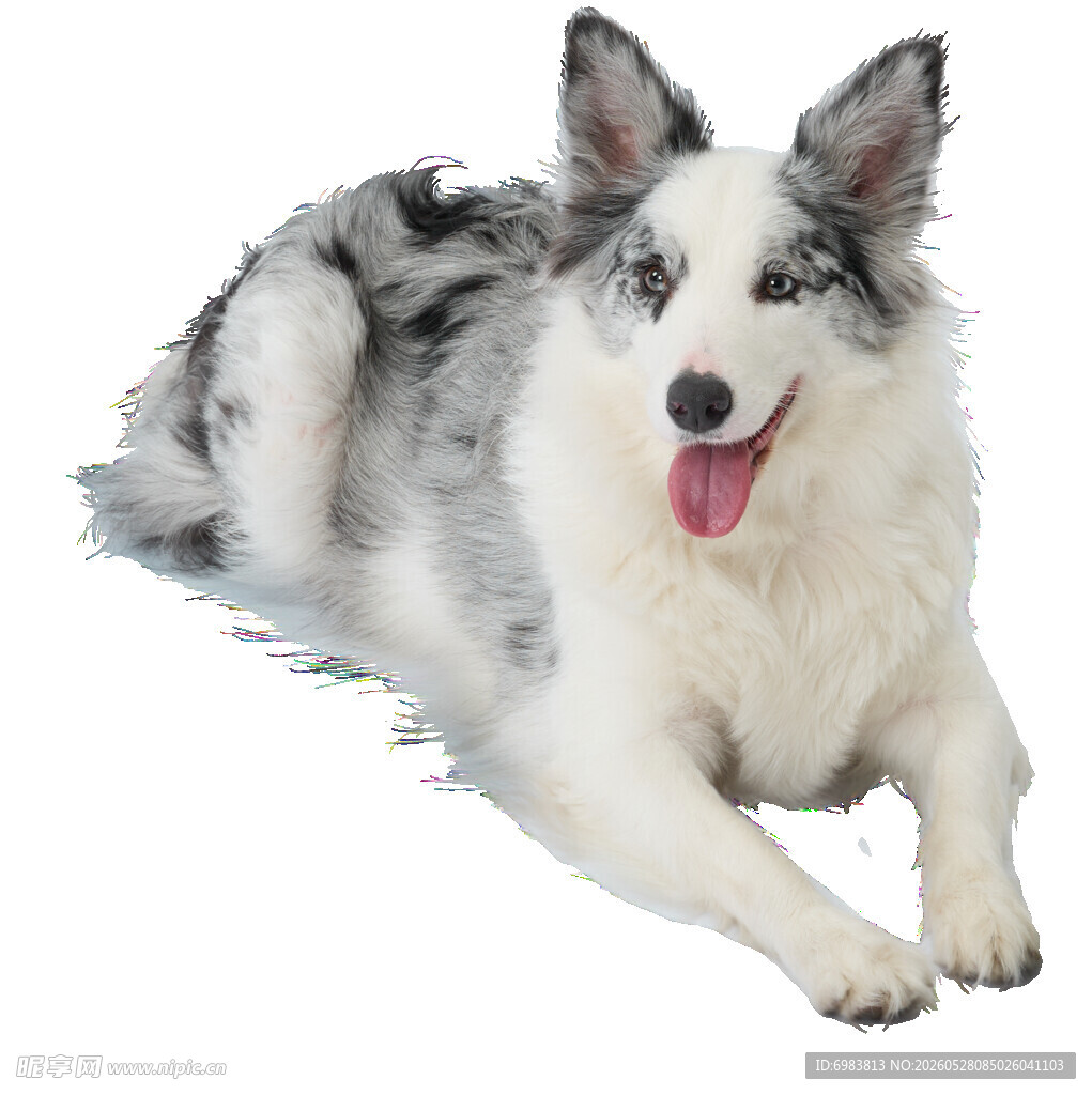 趴着的边牧犬