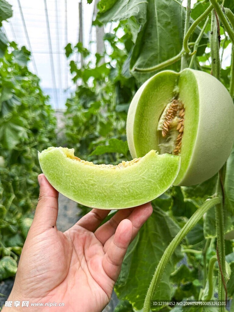 玉菇香瓜