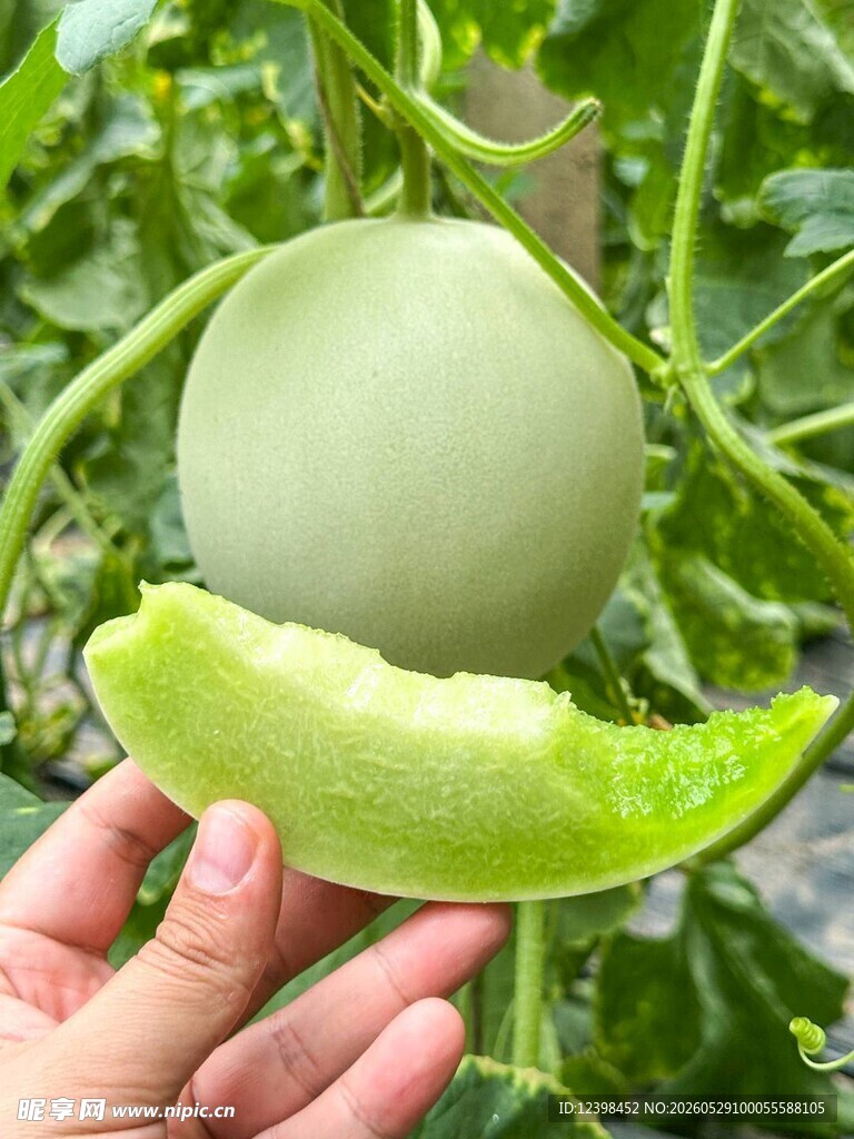 玉菇香瓜