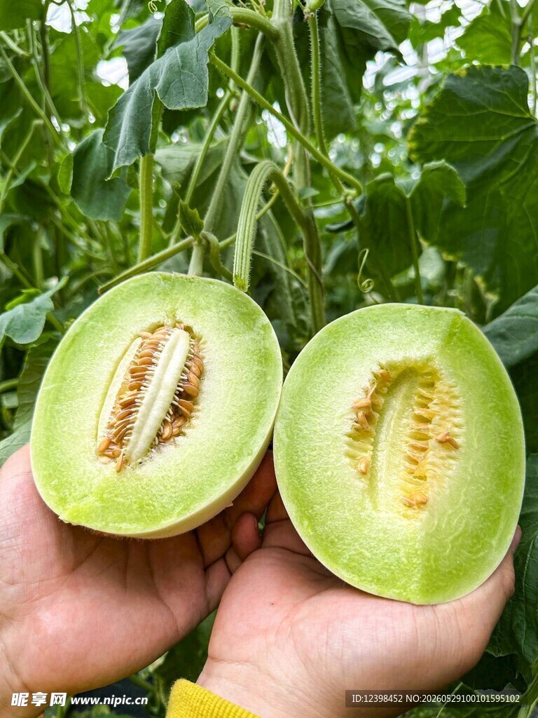 玉菇香瓜
