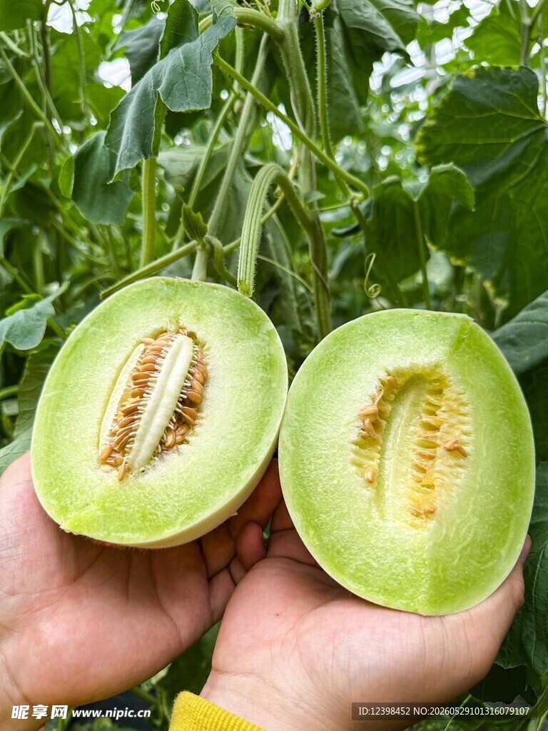 手捧切开的新鲜绿瓤甜瓜