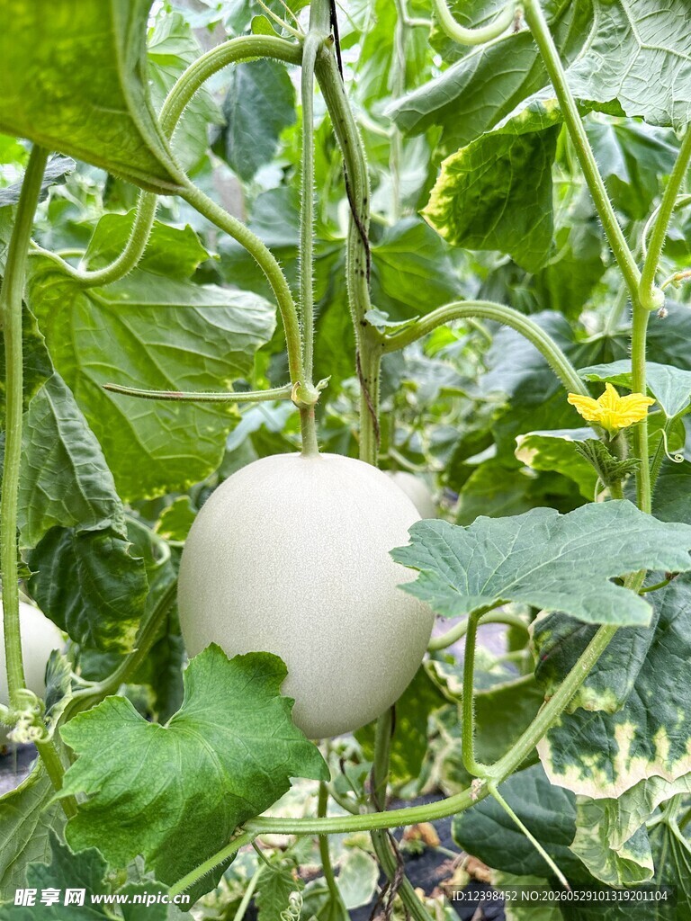 藤蔓间的白甜瓜