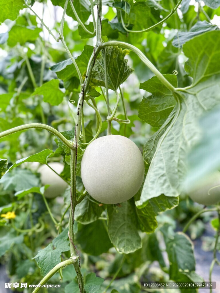 藤蔓上的白甜瓜