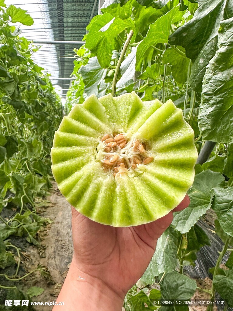 玉菇香瓜