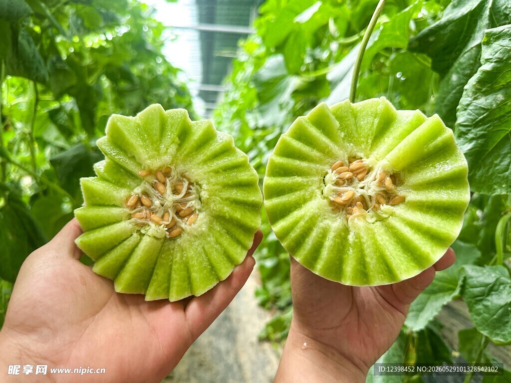 玉菇香瓜
