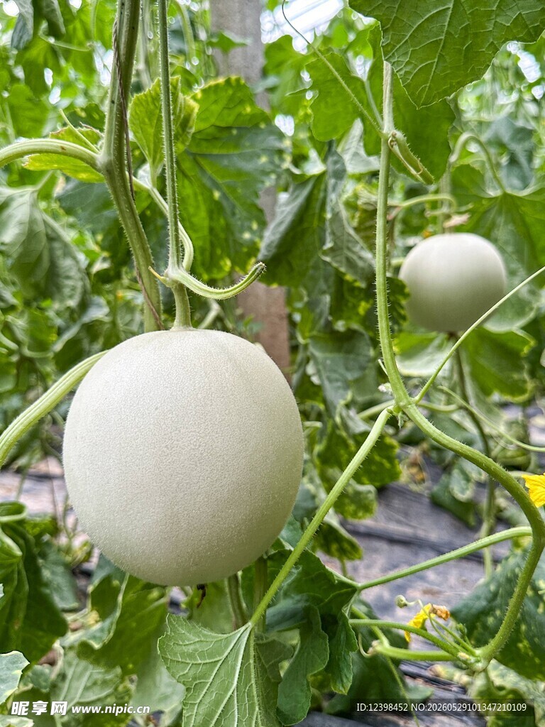 棚架上的圆润甜瓜
