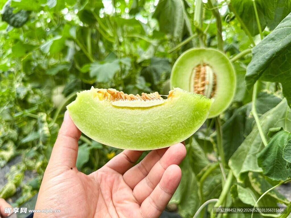 玉菇香瓜