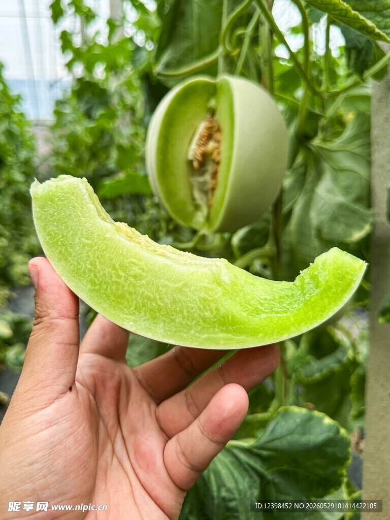 手捧新鲜切开的绿瓤甜瓜