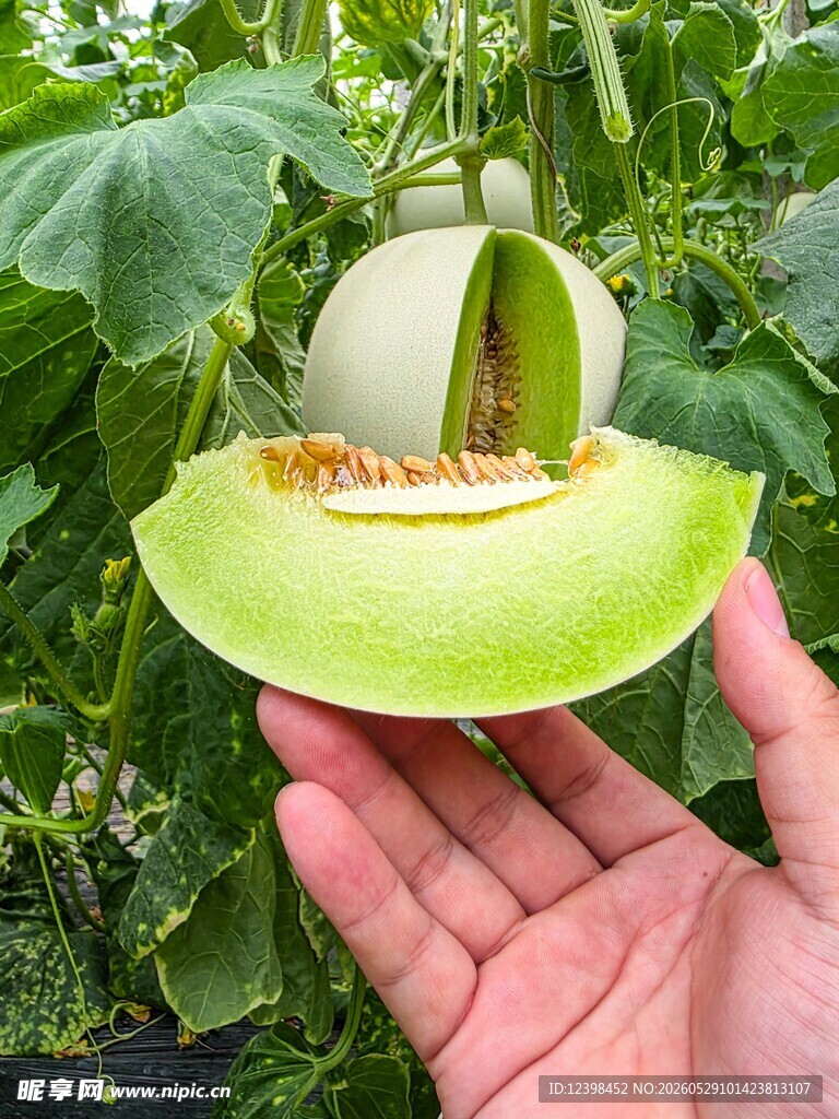 手捧切开的新鲜绿皮甜瓜