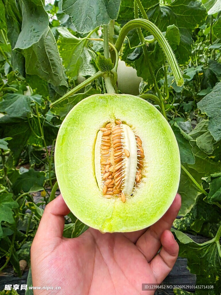 新鲜甜瓜