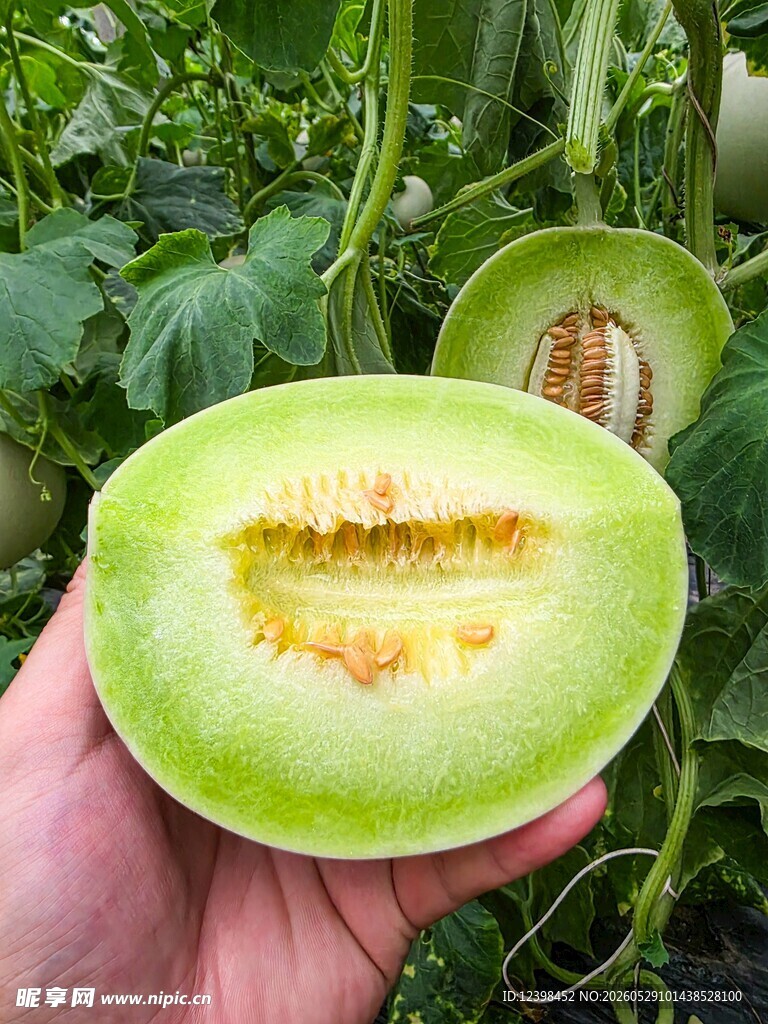 的新鲜香瓜