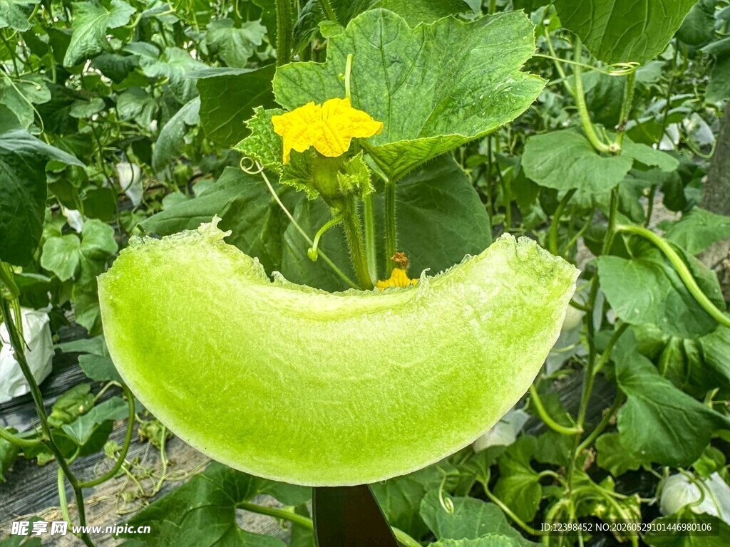 玉菇香瓜
