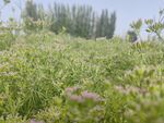绿意盎然的野外植物景观