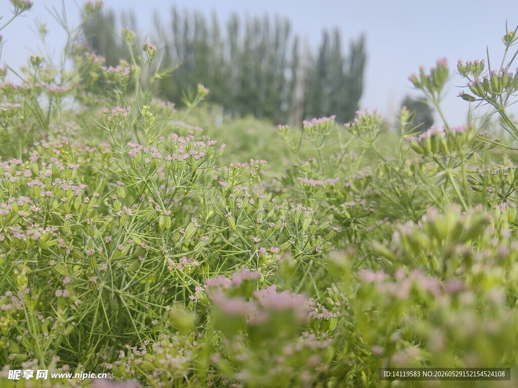 绿意盎然的野外植物景观