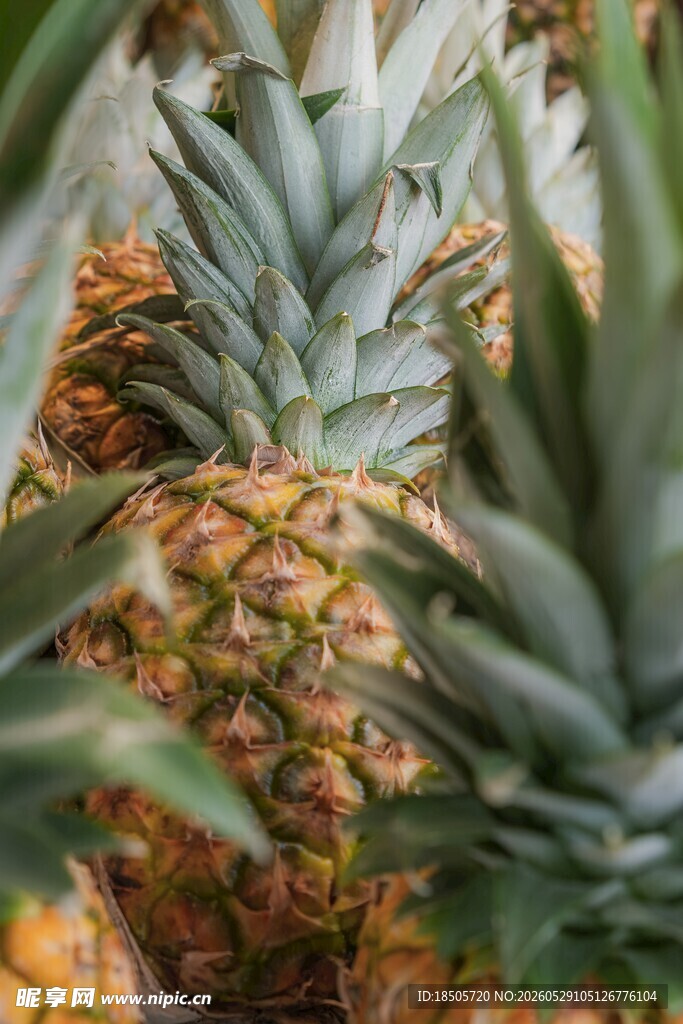 新鲜菠萝堆叠