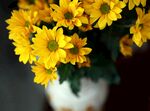 花瓶中的黄色小菊花