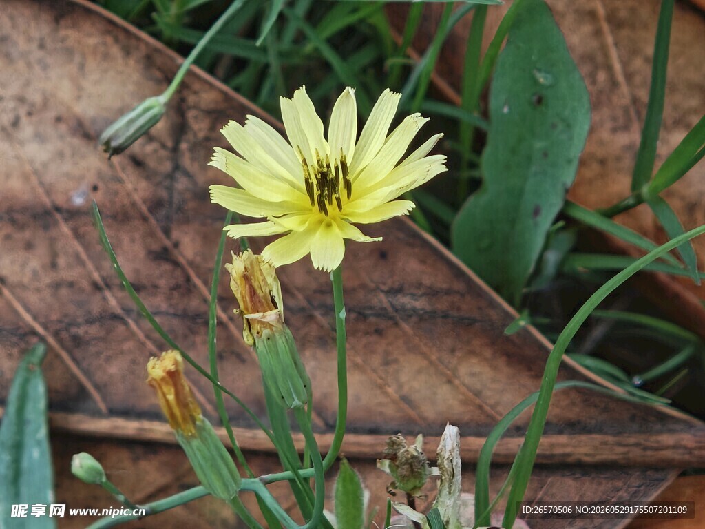 黄色小花绽放于杂草间