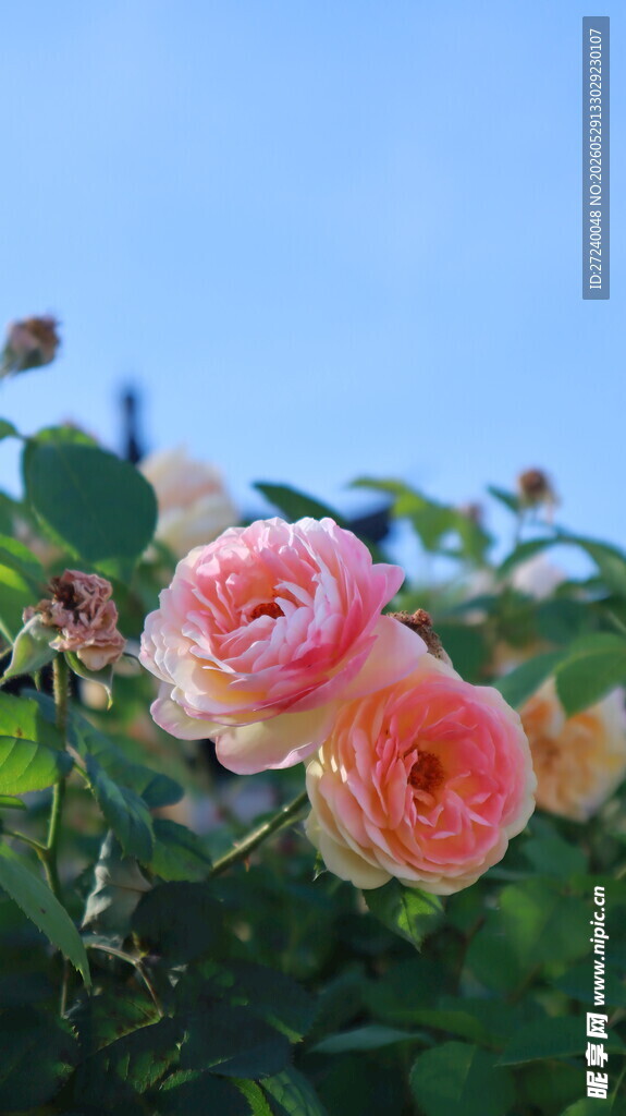 粉色蔷薇花
