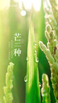 芒种             