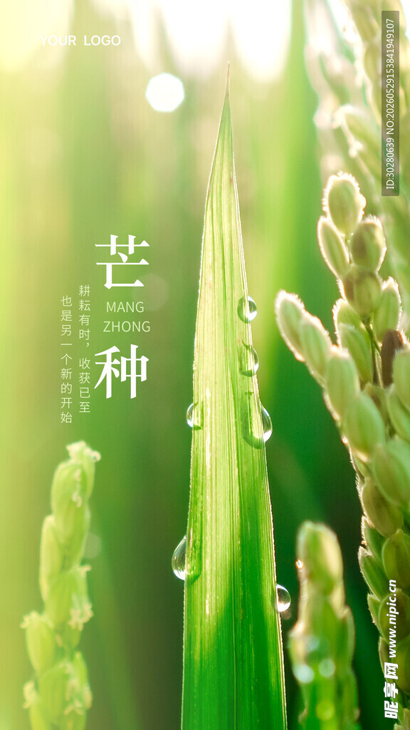芒种             