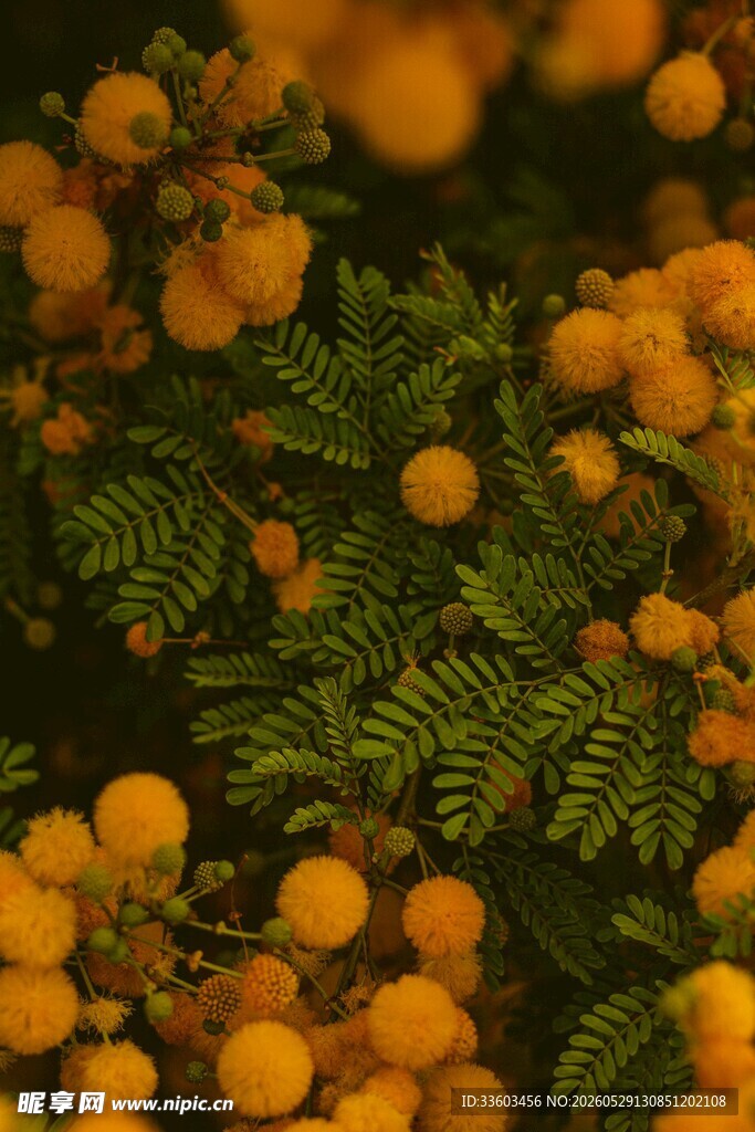 金黄小花与翠绿叶片景观