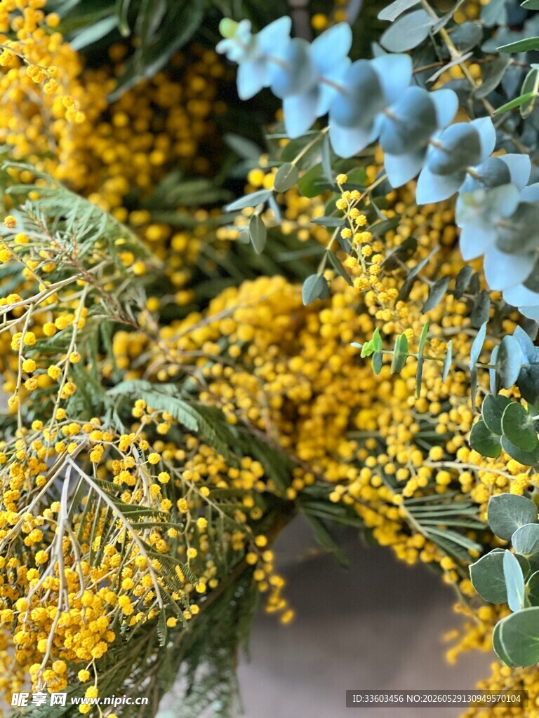 金黄含羞草与蓝叶植物