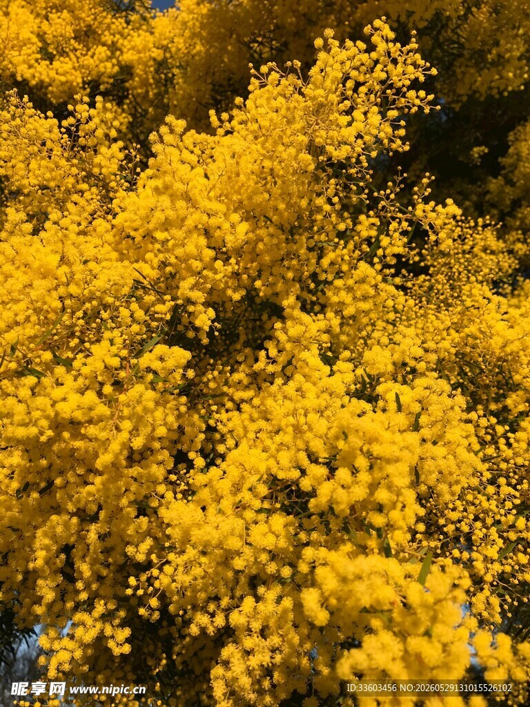 金黄灿烂的繁茂花卉景观