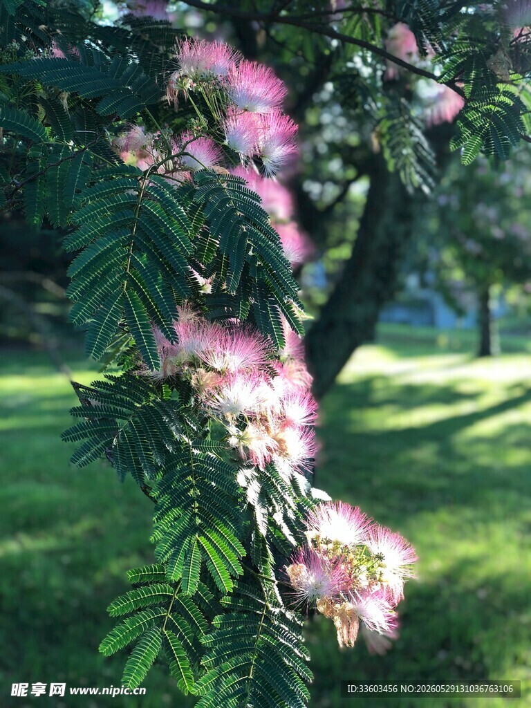 粉色绒花绽放绿意间