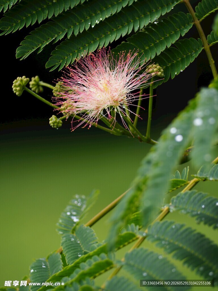 带露合欢花清新自然美