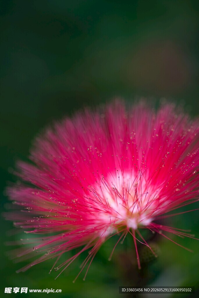 娇艳粉色绒花特写