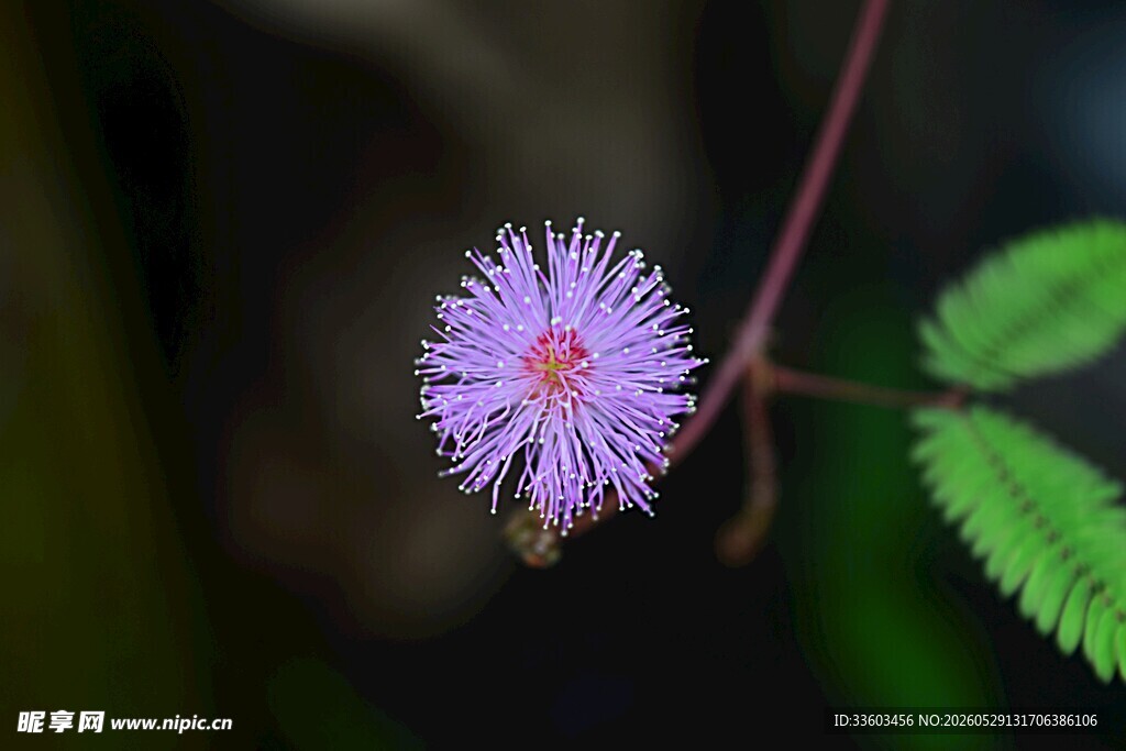美丽含羞草花朵特写