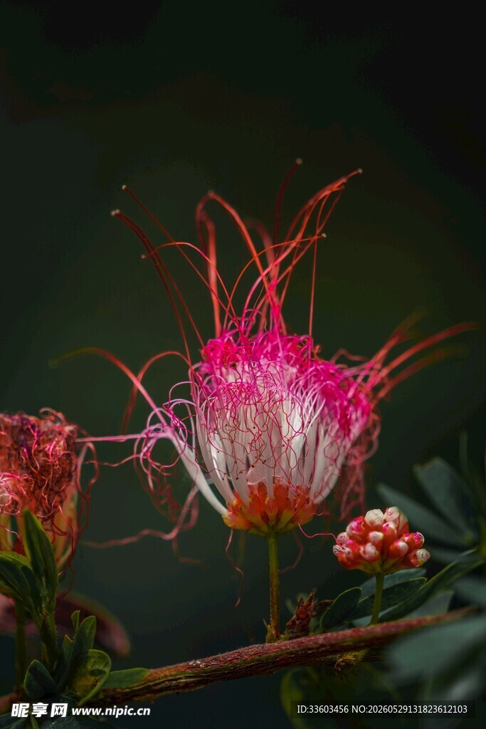 梦幻粉色绒花绽放