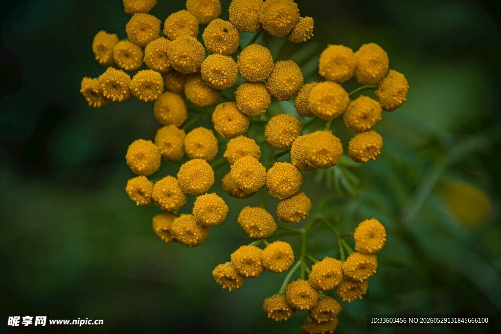 黄色小花簇