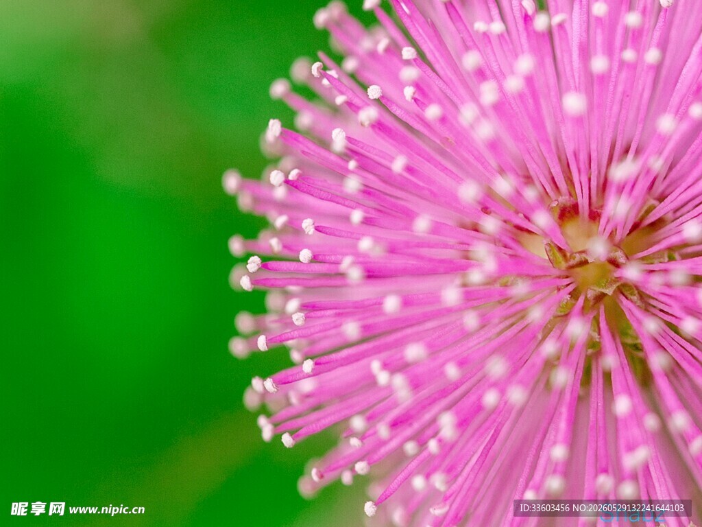 粉色绒球花特写